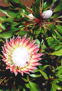 Flower Close Up